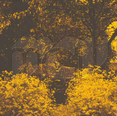 Martin Courtney – Many Moons (LP)